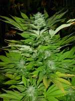 Imagen de catlover (Super Sour OG)