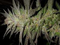 Imagen de NewNormalGenetics (Blueberry Cookies)