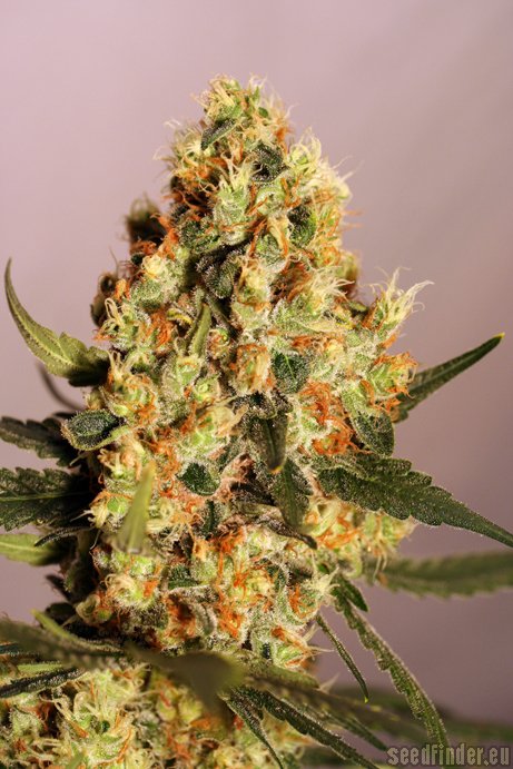 Eva Female Seeds Jamaican Dream