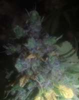 Imagen de LemiAten (Gorilla Cookies)