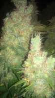 Imagen de LemiAten (Gorilla Cookies)