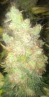 Imagen de LemiAten (Gorilla Cookies)