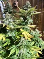 Imagen de 45North (Gorilla Cookies)