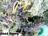 Fast Buds Company FastBerry - photo réalisée par JustinSanDiego