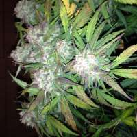 Imagen de Fluffyhead22 (Girl Scout Cookies)