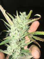 Imagen de Malakh (Gorilla Glue)