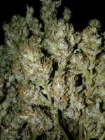 Fast Buds Company Grapefruit'matic - photo réalisée par Quebec710