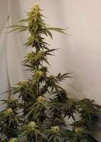 Fast Buds Company Moby Dick Auto - photo réalisée par Grow4releaf