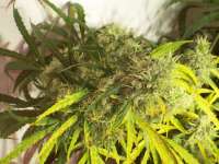 Imagen de tropics (Hawaiian Sativa)