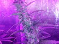 Female Seeds Auto Speed Bud - photo réalisée par growmcnoob