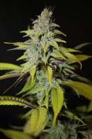 Imagen de majic (Blueberry Cheesecake)