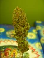 Imagen de Roadkill420 (Easy Sativa)