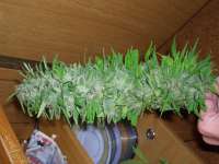 Imagen de Roadkill420 (Easy Sativa)