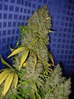 Imagen de Nushaba (White Widow x Big Bud)