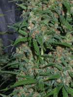 Imagen de Heniek (White Widow x Big Bud)