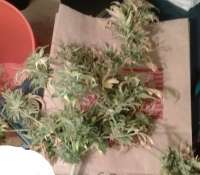 Imagen de Dontbuyflash (Sour Diesel Haze)