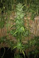 Flash Seeds Super Blueberry Haze - photo réalisée par oldBudgold