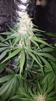 Imagen de LoLzRoYze (White Widow)