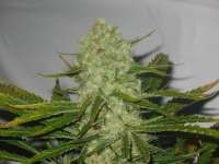 Imagen de 420cool (White Widow)