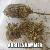 Freak Genetics Gorilla Hammer - photo réalisée par PlumberSoCal