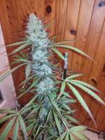 Imagen de Txemax (Auto Strawberry Banana XXL)