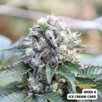 GB Strains Ice Cream Cake - photo réalisée par SunClone