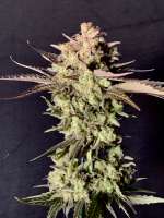 GK Genetics Black Abyss - photo réalisée par phylexmarks