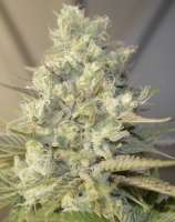 GK Genetics Black Abyss - photo réalisée par phylexmarks