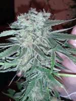 Gea Seeds Bubble Fruit - photo réalisée par Mountainheroes