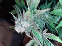 Gea Seeds Bubble Fruit - photo réalisée par Mountainheroes