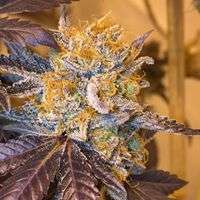 Imagen de Gonzoseeds (Acostas Diamonds)