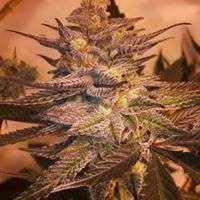 Imagen de Gonzoseeds (Purple Slush)