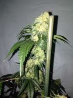 Gonzo Seeds White Narco - photo réalisée par Gonzoseeds