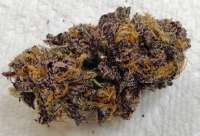 Imagen de DankGroen (Grand Daddy Purp)