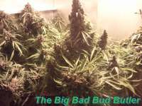 GreenLabel Seeds Automatic Mega Bud - photo réalisée par Schatenstein