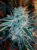 GreenLabel Seeds Everest Bud - photo réalisée par grinspoon