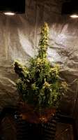 Imagen de Ivern [Auto Jack Herer]