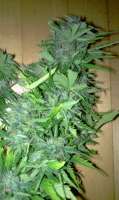 Imagen de octojoint (Big Bang Autoflowering)