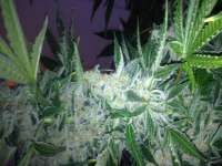 Imagen de Carlokro (Big Bang Autoflowering)