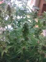 Imagen de romulus (Big Bang Autoflowering)