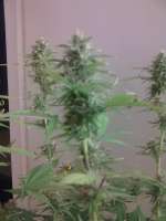 Imagen de romulus (Big Bang Autoflowering)