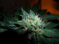 Imagen de BuDDust (Bubba Kush)