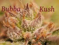 Green House Seeds Bubba Kush - photo réalisée par hankpankwank