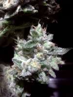 Imagen de RapidGold (Bubba Kush)