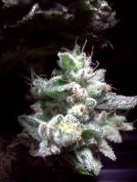 Imagen de RapidGold (Bubba Kush)