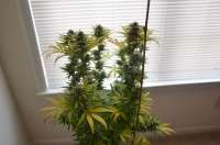 Imagen de 420vizions (Diamond Girl)