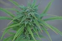 Imagen de hemp47 (Exodus Cheese)