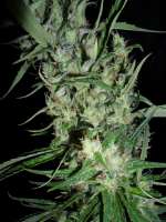 Imagen de BuDDust (Hawaiian Snow)