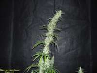 Imagen de BuDDust (Hawaiian Snow)