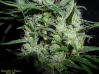 Imagen de BuDDust (Hawaiian Snow)